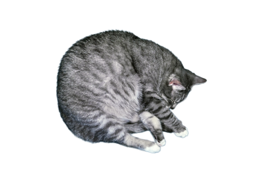 The cat sleeps, isolated on a white background. Close-up photo of a fat sleeping cat, isolated on a white background. Dream large of gray pet.