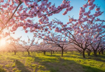 cherry blossom, The Language of Cherry Blossoms: Exploring the Cultural Significance and Traditions Behind This Iconic Bloom