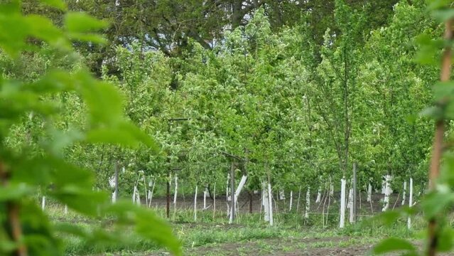 Spring green garden. Young apple trees. View from the raspberry bushes.