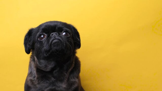 Portrait of pretty brabancon or griffon dog looking at the camera with funny face, posing over yellow studio background, closeup shot.Copy space