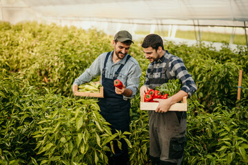 Two dedicated male farmers in working clothes carrying a crate full of veggies while working in a greenhouse.