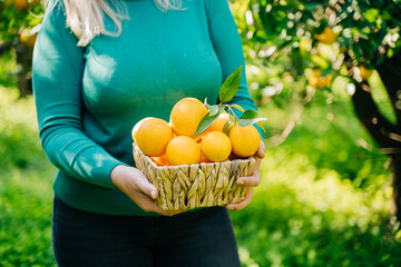 Close-up of woman hands holding wicker basket full of oranges ripe fresh organic vegetables. Summer harvest in orange garden. Background with green oranges tree.