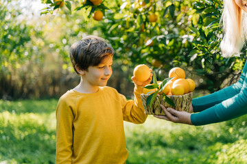 School boy kid child in yellow sweatshirt takes ripe organic juicy orange from wicker basket full...