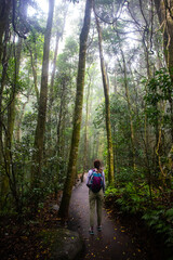 Backpacker girl walks alone in magical ancient dense Gondwana rainforest. Lamington National Park...