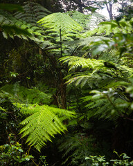 Beautiful magical ancient Gondwana rainforest - Lamington National Park, O'Reilly's, Gold Coast, Queensland, Australia