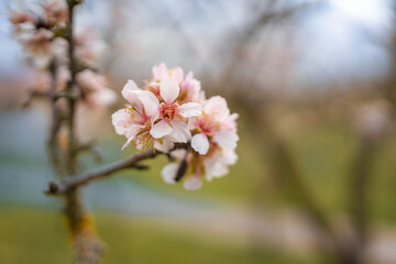 Blooming branches covered flowers, picturesque cityscape Prague in spring time. Flowering apple park Petrin in sun light. 
