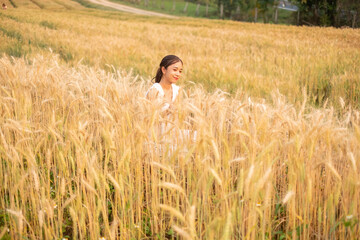 Young Asian women  in white dresses  in the Barley rice field season golden color of the wheat plant at Chiang Mai Thailand