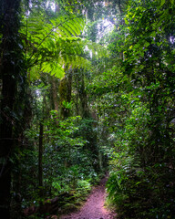 Fototapeta premium Beautiful magical ancient Gondwana rainforest - Lamington National Park, O'Reilly's, Gold Coast, Queensland, Australia
