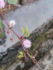 Putri malu or Mimosa pudica is a short shrub belonging to the leguminous tribe which is easily recognized because of its leaves which can quickly close/wither by themselves when touched