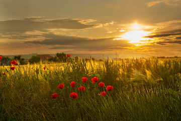 Sunset in a field with blooming red poppies. beautiful evening sunlight.