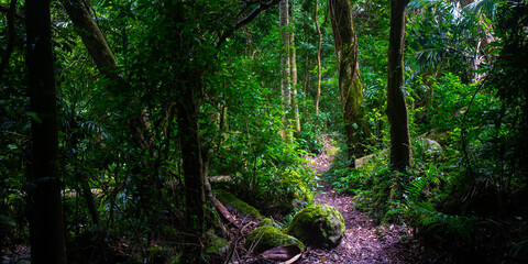 Beautiful magical ancient Gondwana rainforest - Lamington National Park, O'Reilly's, Gold Coast, Queensland, Australia
