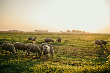 Fototapeta na wymiar A flock of sheep outdoors standing, eating grass under a beautiful summer sunset, shot in panoramic with the distance.