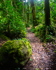 Beautiful magical ancient Gondwana rainforest - Lamington National Park, O'Reilly's, Gold Coast, Queensland, Australia