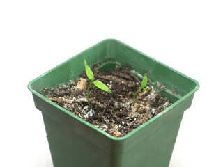Close up of peppers cotyledons growing in nursery plastic pots, on white background.
