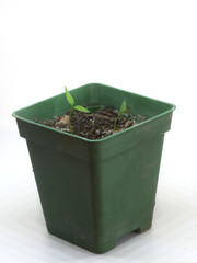 Close up of peppers cotyledons growing in nursery plastic pots, on white background.