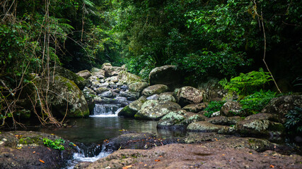 Naklejka na ściany i meble Beautiful magical ancient Gondwana rainforest - little waterfall and creek. Lamington National Park, O'Reilly's, Gold Coast, Queensland, Australia