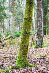 tree trunk covered in green moss standing tall