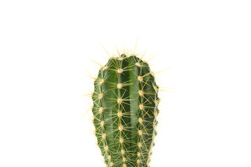 Cozy hobby - growing house plants, cactus, isolated on white background