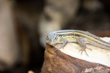 Lizard on a stump looking at the camera