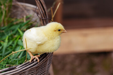 Little yellow chicken sits in a basket of grass