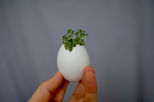 Hand of woman holding eggshell with seedling