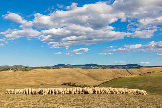 Italy, Tuscany, Clouds over flock of sheep grazing in Val d'Orcia