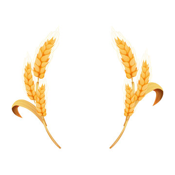 Wreath from spikelet, frame, border golden color wheat circle in cartoon style isolated on white background. For bakery, tags or labels