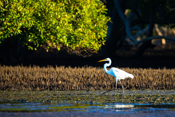 A beautiful great egret (Ardea alba) hunts for fish and crabs on the famous nudgee beach, brisbane,...