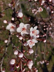 White and pink cherry, peach, apricot, plum, apple, pear blossom. Flowers of fruit trees. Bright and fresh flowers.