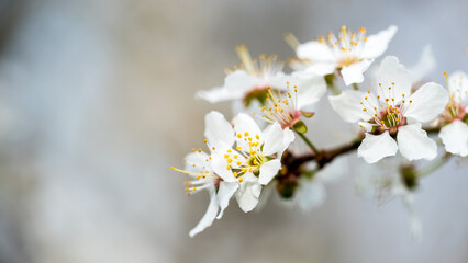 Flowering branch in spring