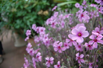 Purple flowers in lush garden