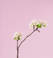 Pear tree branch with flowers, leaves and buds. Minimal spring concept. Copy space.