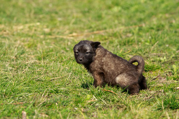 Puppy breed Alabai