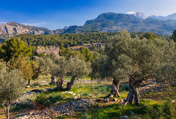 Hiking through the gnarled olive trees of the Tramuntana from Port de Soller to Deia Majorca Spain