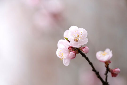 살구꽃, 살구, 살구나무, 살구색, 봄꽃, 꽃, flower, an apricot flower