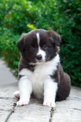 Dog breed Border Collie