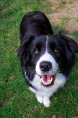 Dog breed Border Collie