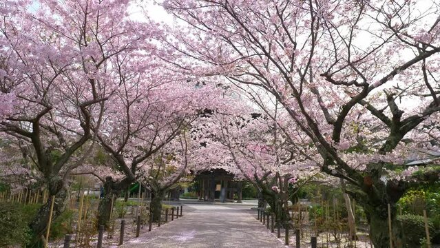 Alley lined with Cherry trees in bloom in a traditional Japanese shrine, sakura blossom in spring in Japan, walk in cherry blossom, gimbal shot. 
