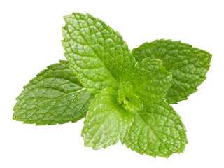 Fresh mint leaves
