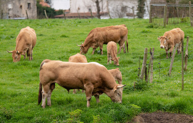 Obraz na płótnie Canvas Group of cows on field with country houses in background. Cantabria, Spain