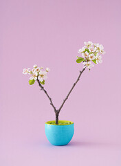 Pear tree branch with flowers, leaves and buds in little blue flowerpot. Minimal spring concept.