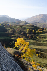 Mountain landscape with green agricultural terraces on the slopes in the Caucasus mountains.