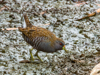 Australian Spotted Crake in New South Wales Australia