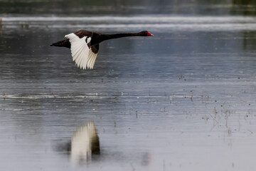 Black Swan in New South Wales Australia