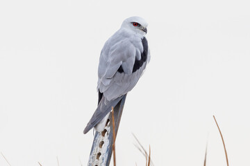 Black-shouldered Kite in New South Wales Australia