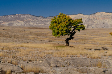 tree in the desert