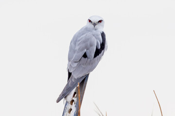 Black-shouldered Kite in New South Wales Australia - obrazy, fototapety, plakaty