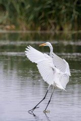 Eastern Great Egret in New South Wales Australia
