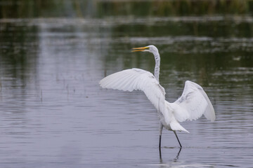 Obraz premium Eastern Great Egret in New South Wales Australia