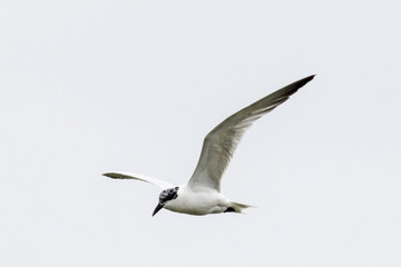 Gull-billed Tern in New South Wales Australia
